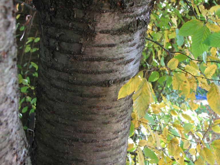 Süßkirsche, Prunus avium