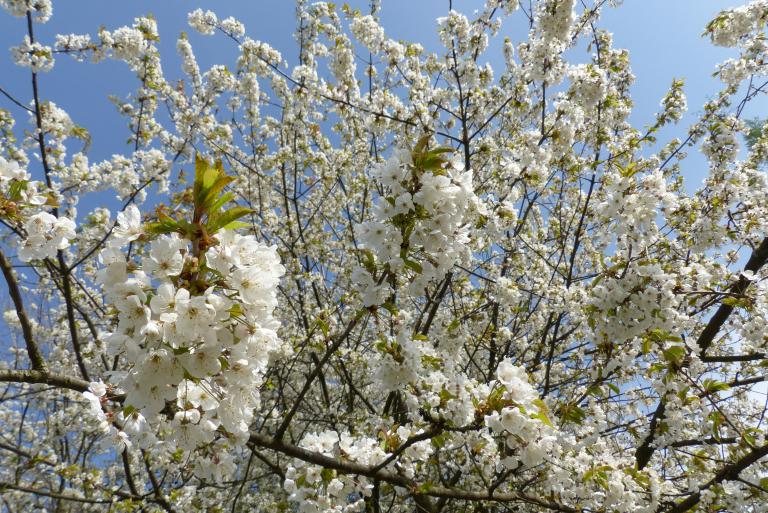 Süßkirsche, Prunus avium