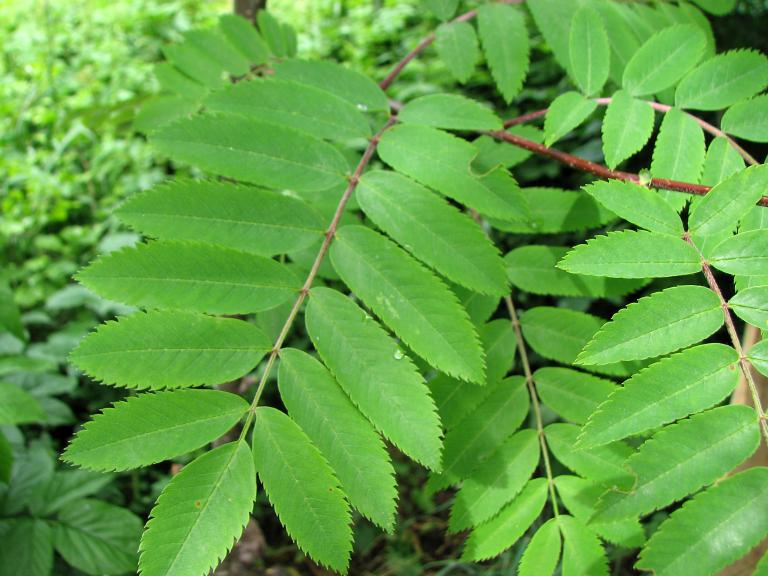 Vogelbeere | Sorbus aucuparia