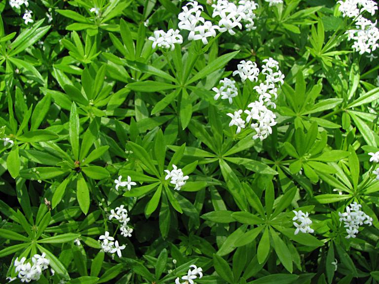 Waldmeister, Galium odoratum