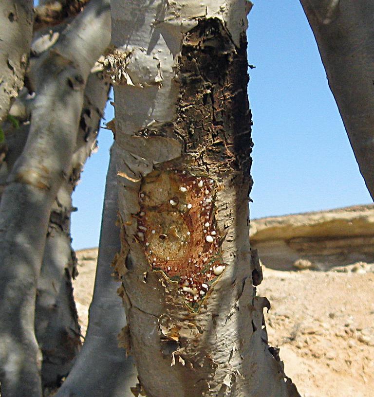 Weihrauch, Boswellia sacra