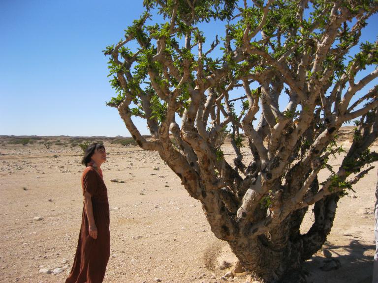 Weihrauchbaum Foto Kurt Berger, Boswellia sacra