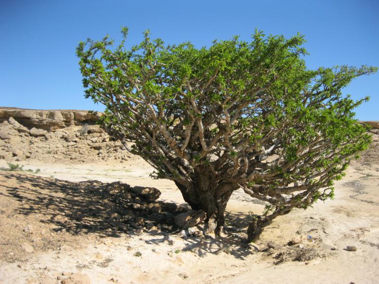 Weihrauchbaum, Boswellia sacra. Foto Dr. Kurt Berger
