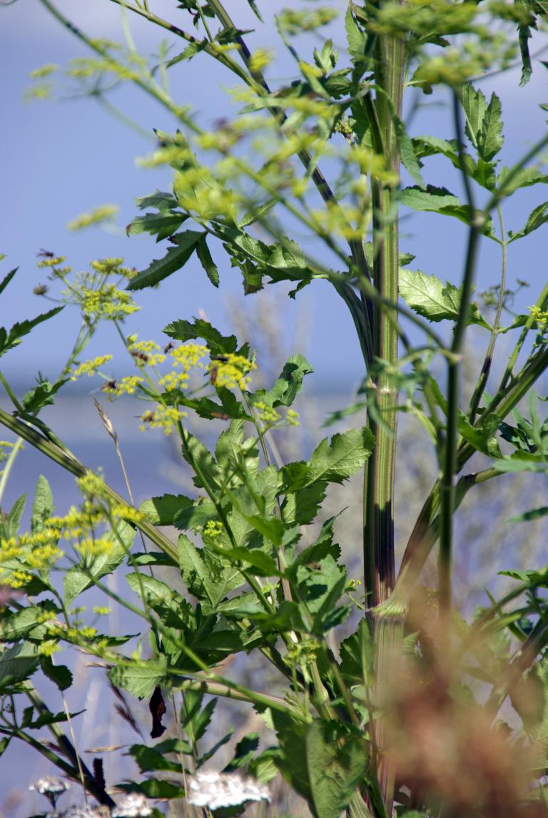 Wiesenpastinak | Pastinaca sativa subsp. sativa var. pratensis