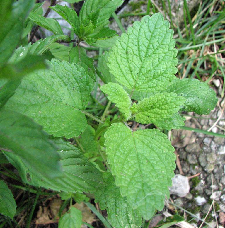 Zitronenmelisse, Melissa officinalis