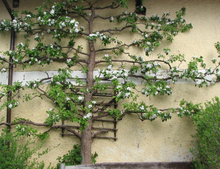 Spalier mit Mitteltrieb und ausschließlich waagrechten