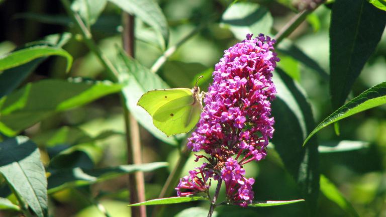 Sträucher Die Im Sommer Blühen schmetterlingsflieder Sträucher Die Im Sommer Blühen schmetterlingsflieder