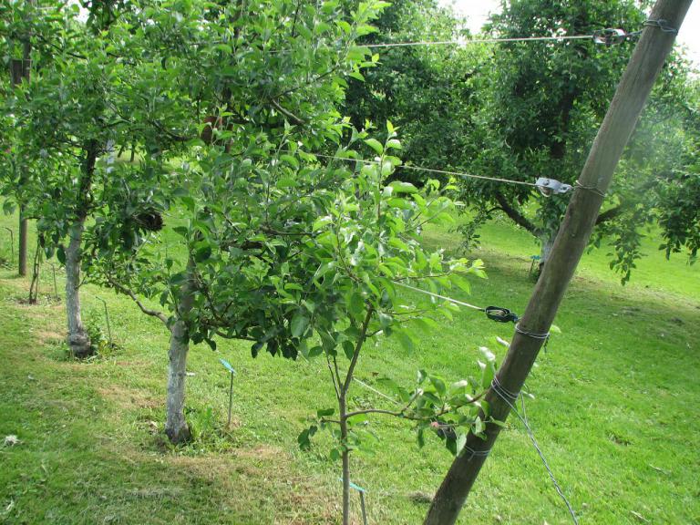 Obstbäume am 2. Juni vor dem Junischnitt
