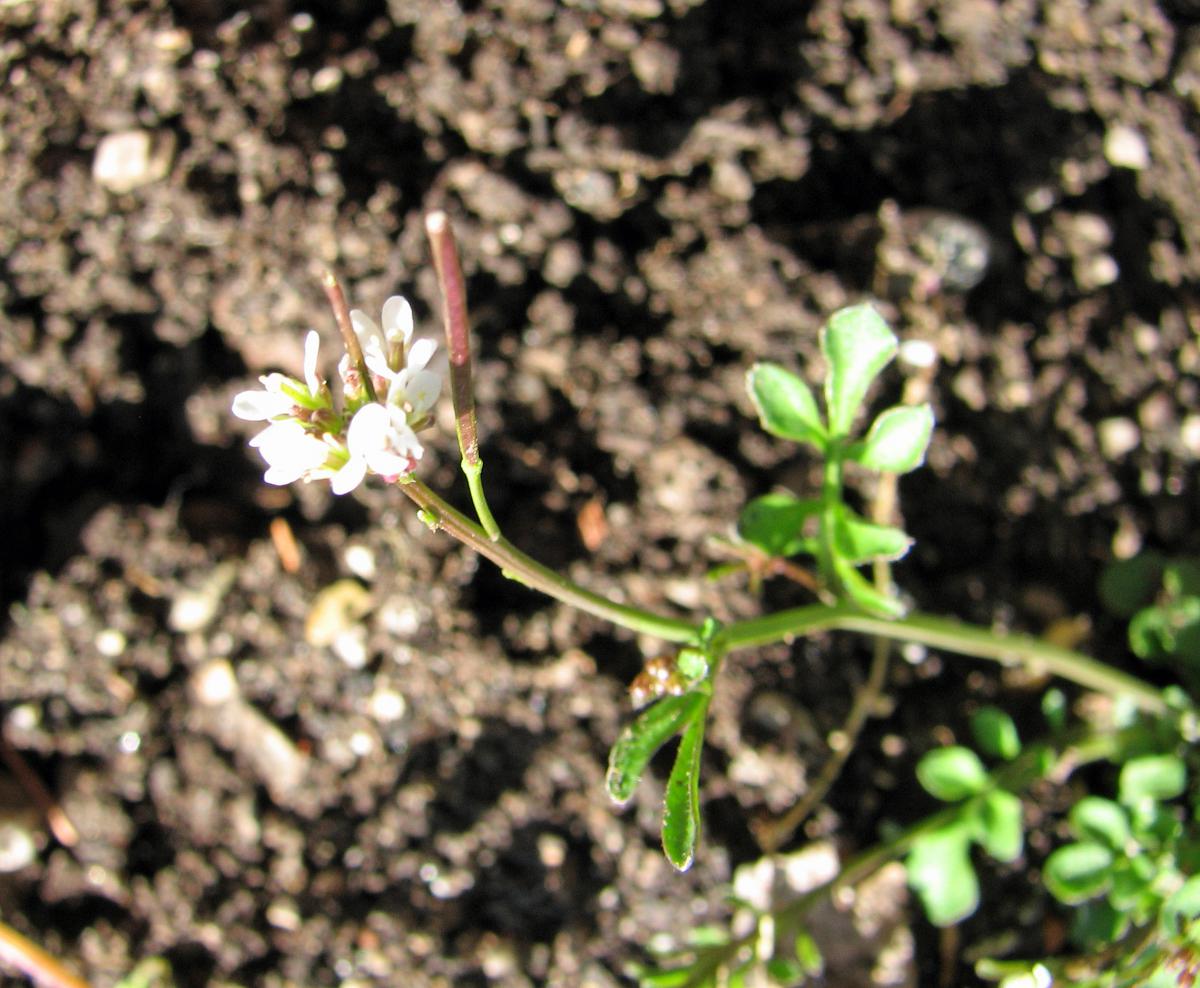Cardamine hirsuta, Cardamine hirsuta