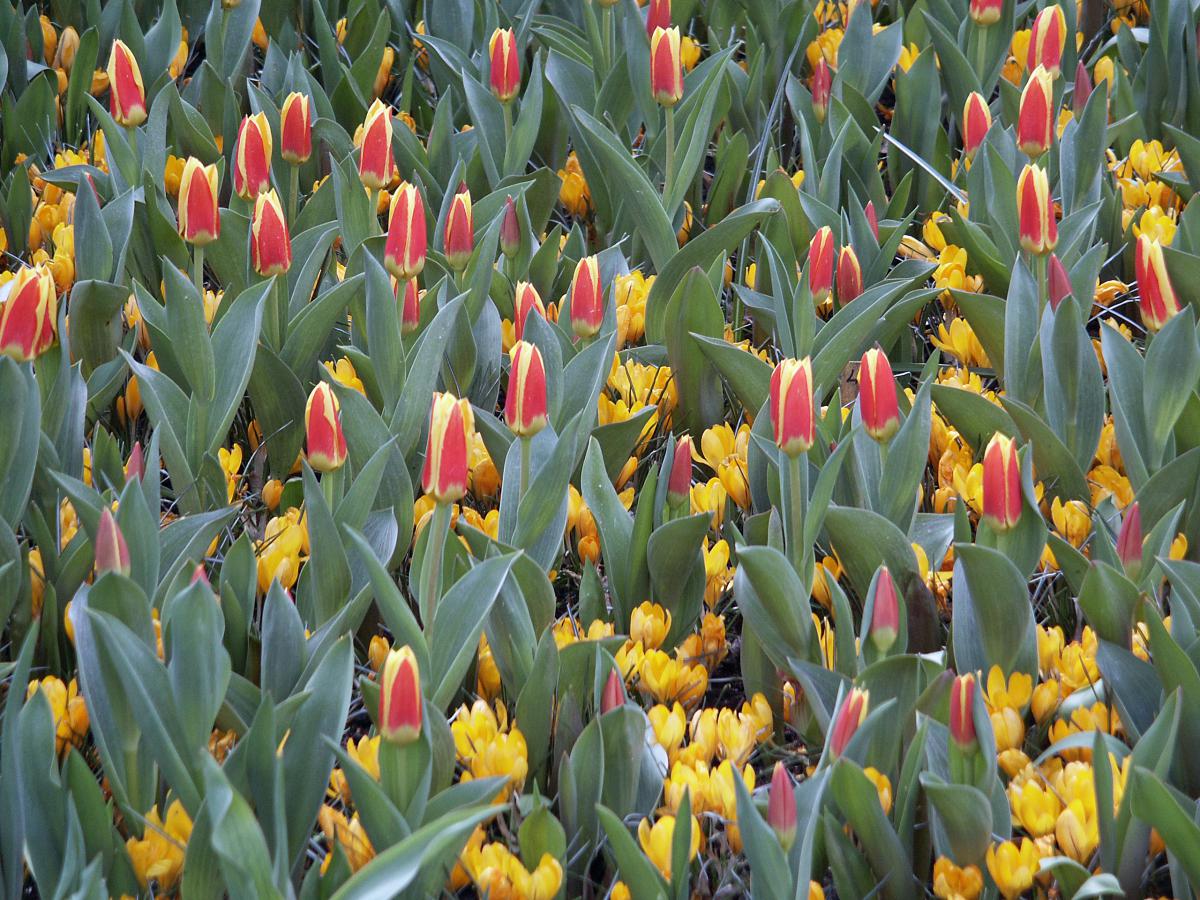 Tulipa kaufmanniana Goldstück, Tulpe