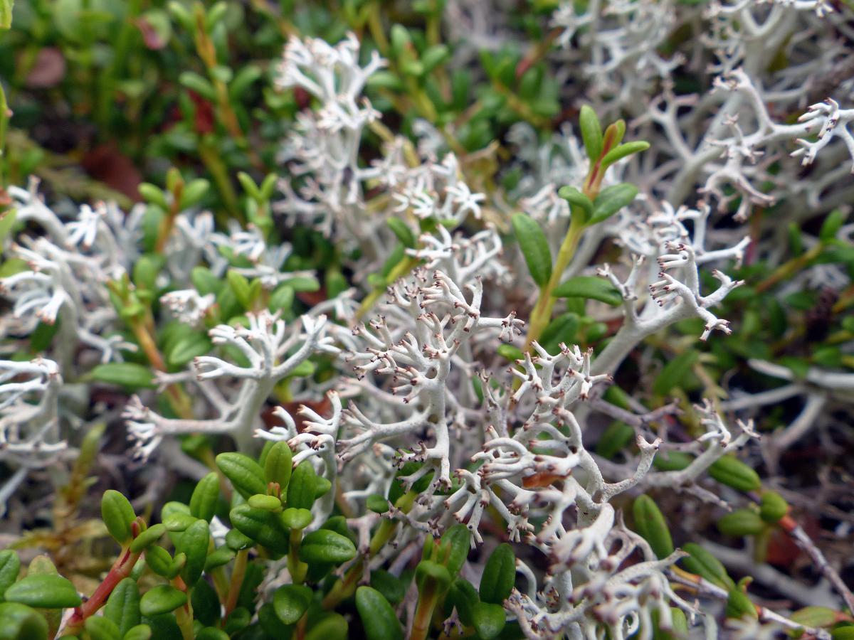 Echte Rentierflechte, Cladinia rangiferina