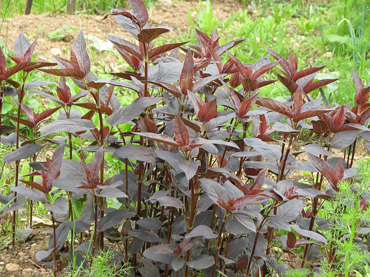 Rote Gartenmelde Atriplex hortensis Spanischer Spinat Orach alte Gemüsesorte 