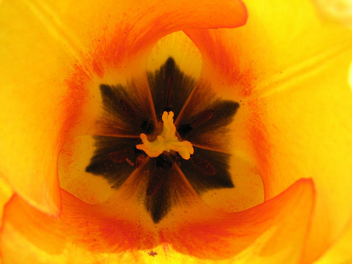 Tulpenblüte, Tulipa gesneriana