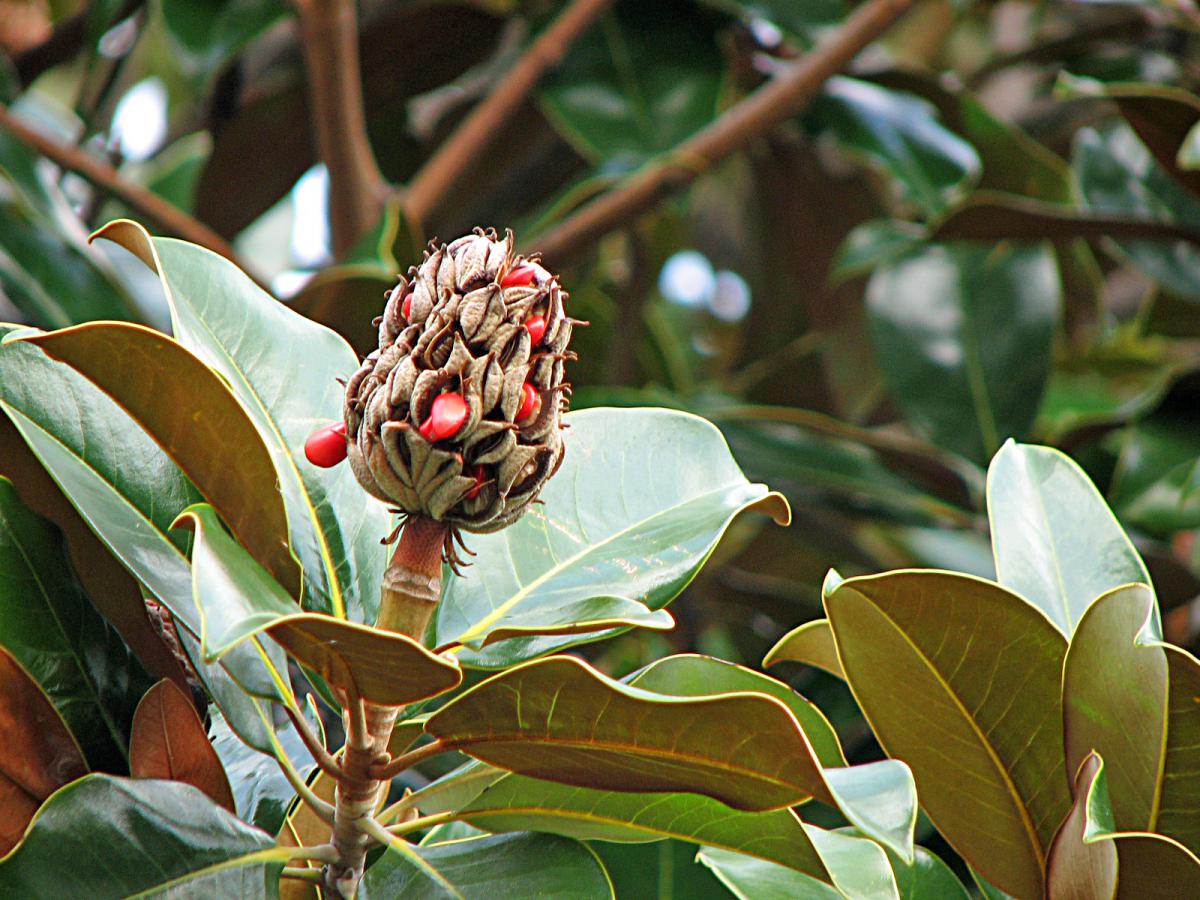 Immergrüne Magnolie, Magnolia grandiflora
