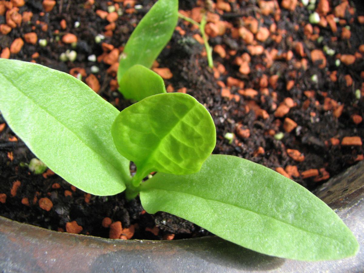 Indischer Spinat, Basella alba