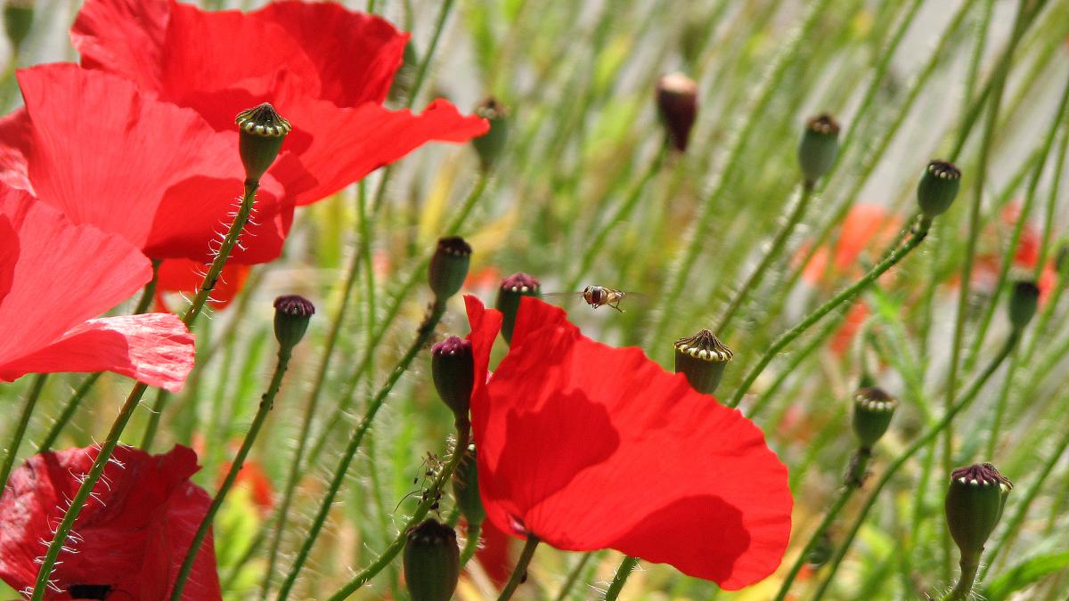 Klatschmohn Wikipedia