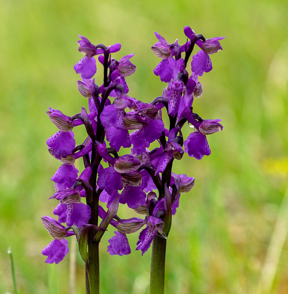 Kleines Knabenkraut, Orchis morio, Anacamptis morio