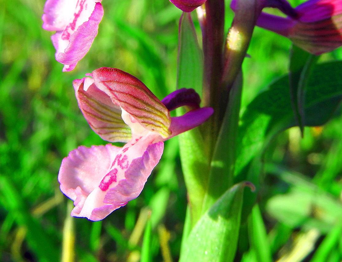 Kleines Knabenkraut (Anacamptis morio, Syn. Orchis morio), Einzelblüte