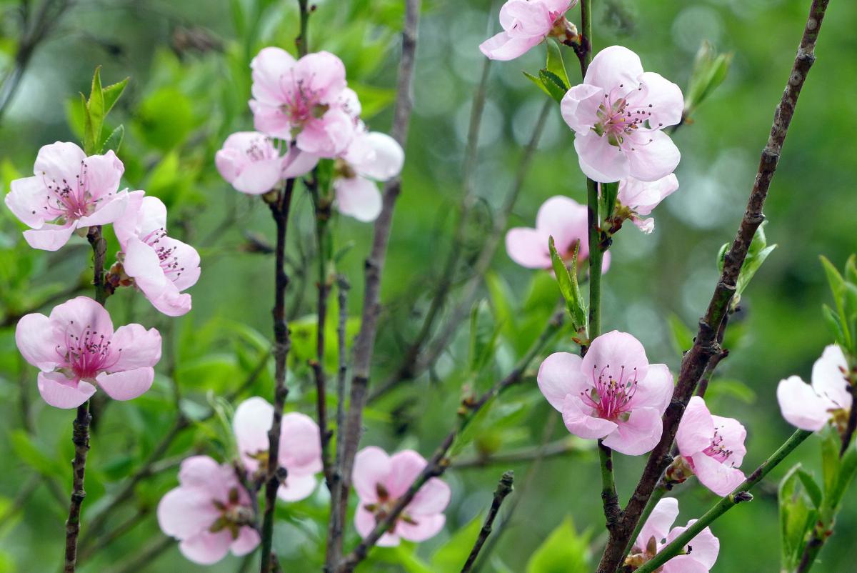 Pfirsich, Prunus persica