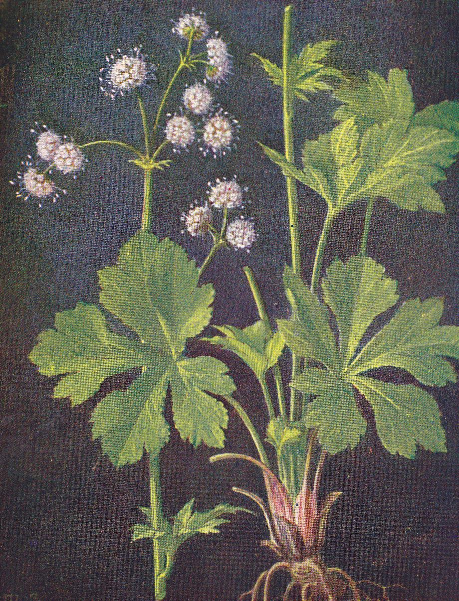Sanikel, Sanicula