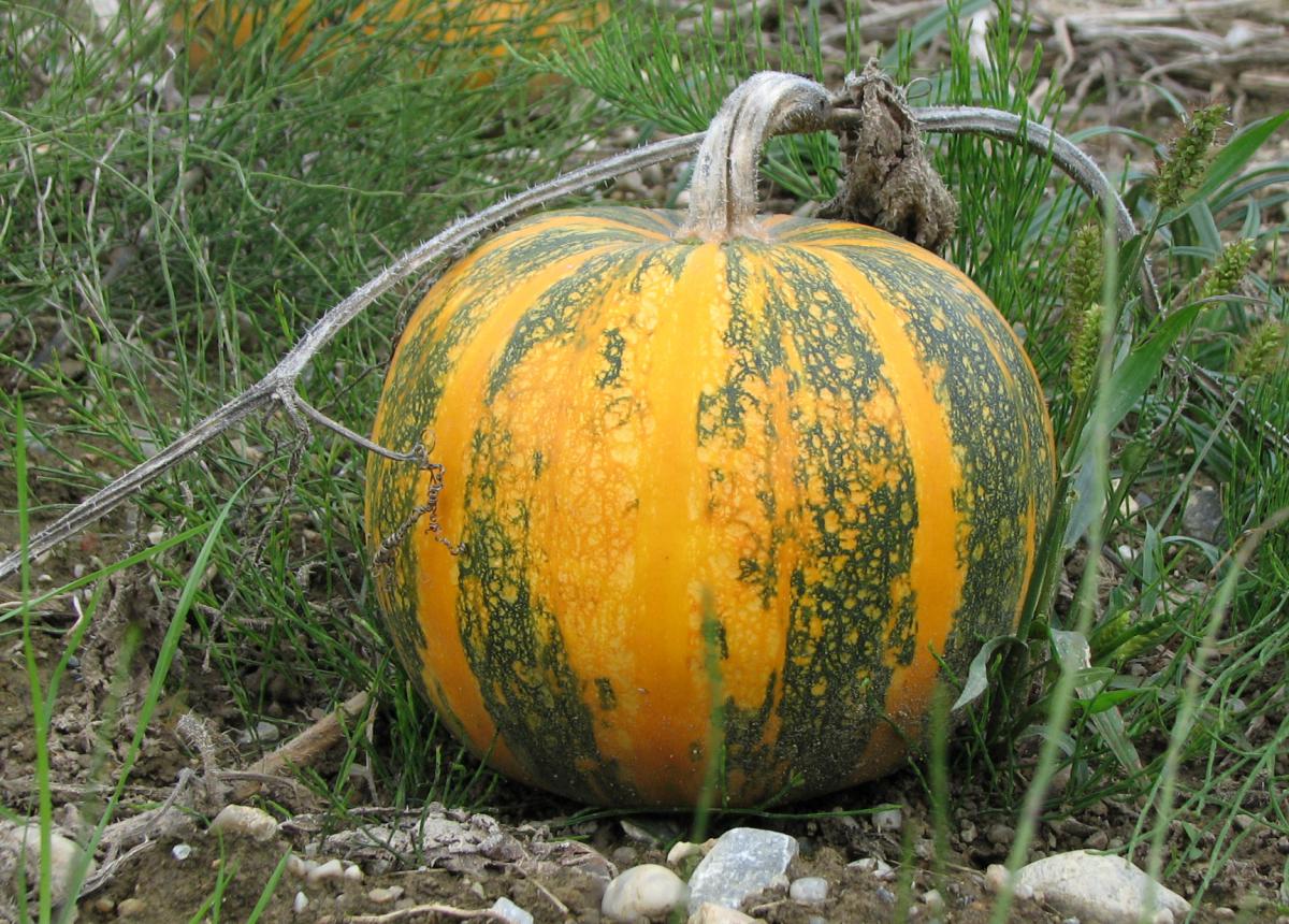Steirischer Ölkürbis, Cucurbita pepo var. styriaca