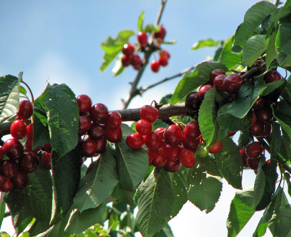 avium Süßkirsche | Prunus