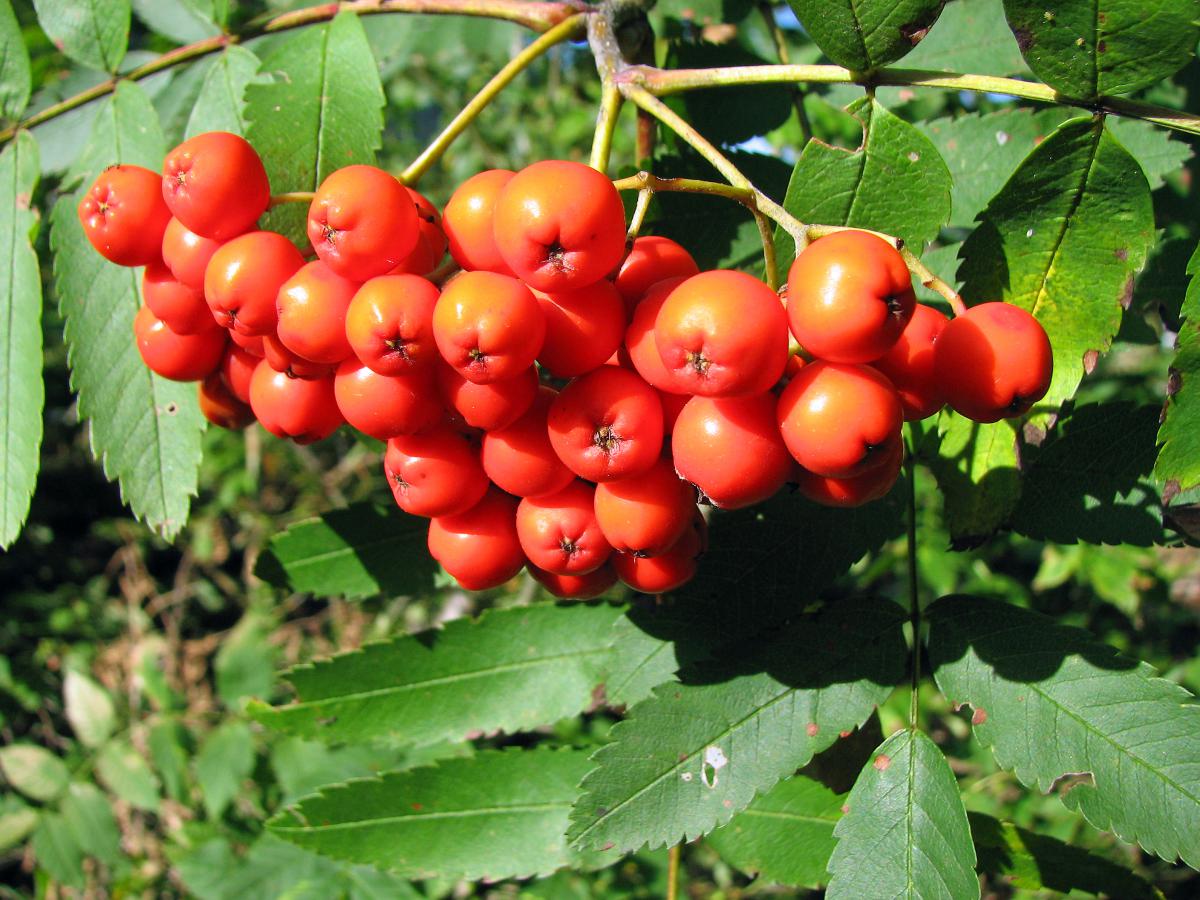 Vogelbeere | Sorbus aucuparia