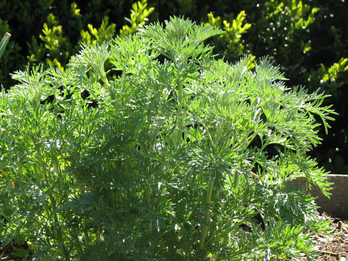 Wermut   Artemisia absinthium