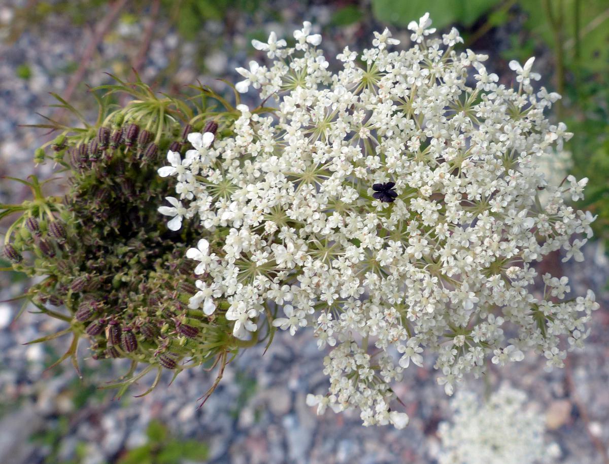 Wilde Möhre, Daucus carota subsp. carota