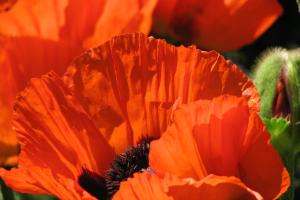 Türkischer Mohn