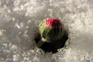 Vorfrühling - Die Gänseblümchen sind wieder da.