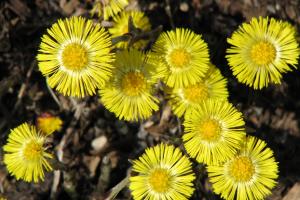 Vorfrühling - Blüte des Huflattichs