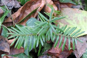 Immergrüne, kleine Eibe zwischen wintertrockenem Laub.