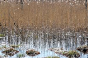 Vom Eise befreit sind Strom und Bäche ... (Goethe)