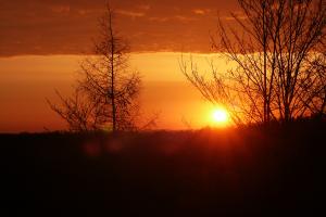 Glühender Sonnenuntergang hinter Grafik noch unbelaubter Bäume