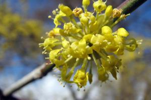 Vorfrühling - Einzeblüte der Kornelkirsche