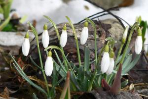 Vorfrühling - Schneeglöckchen