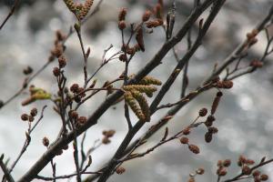 Vorfrühling - Blüte der Schwarzerle