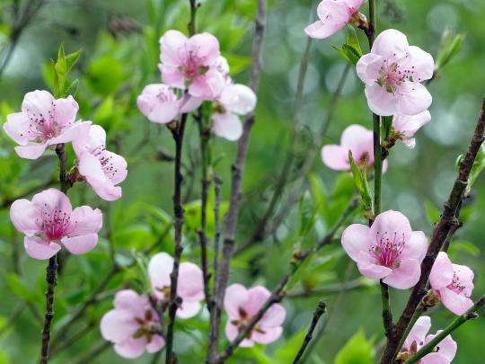 pfirsich, prunus persica Küchenzwiebel Vermehren ~ pfirsich, prunus persica