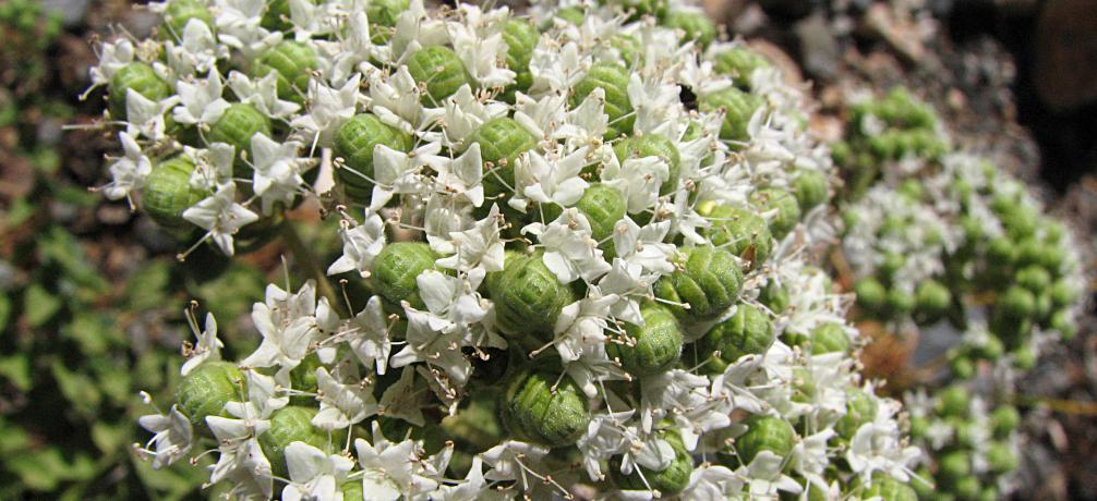 Kretischer Oregano, Origanum onites