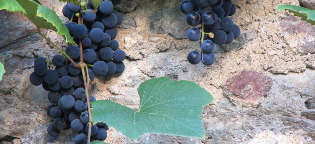 Kennenlernen Aus Vitis