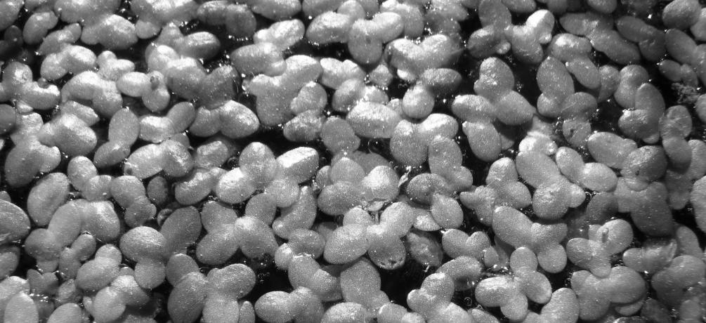 Wasserlinse, Lemna minor