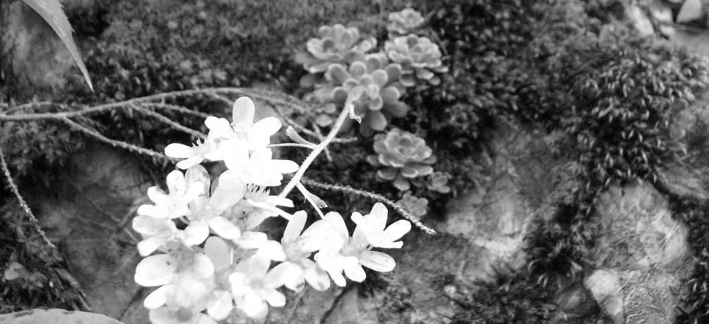 Steinbrech, Saxifraga panicullata